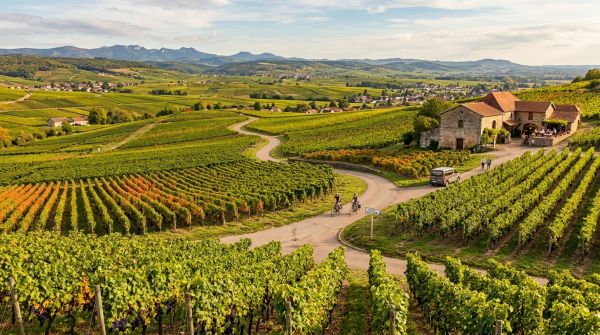 Quels sont les meilleurs circuits pour découvrir les vins et les vignobles dans la région de Bordeaux, France ?